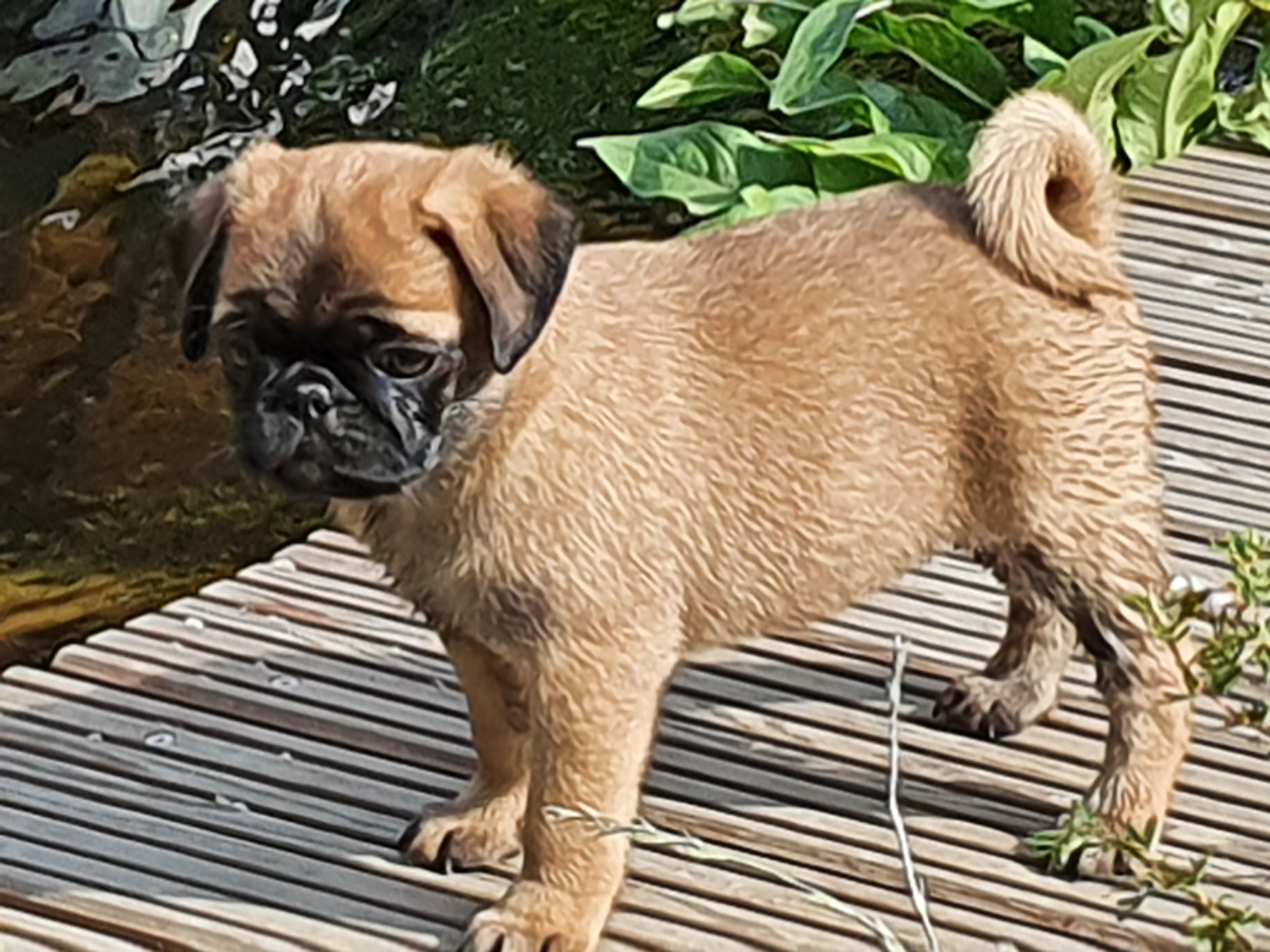 mopsdeutschland.de Galerie